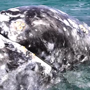 😮SEA CREATURES CAUGHT ON CAMERA