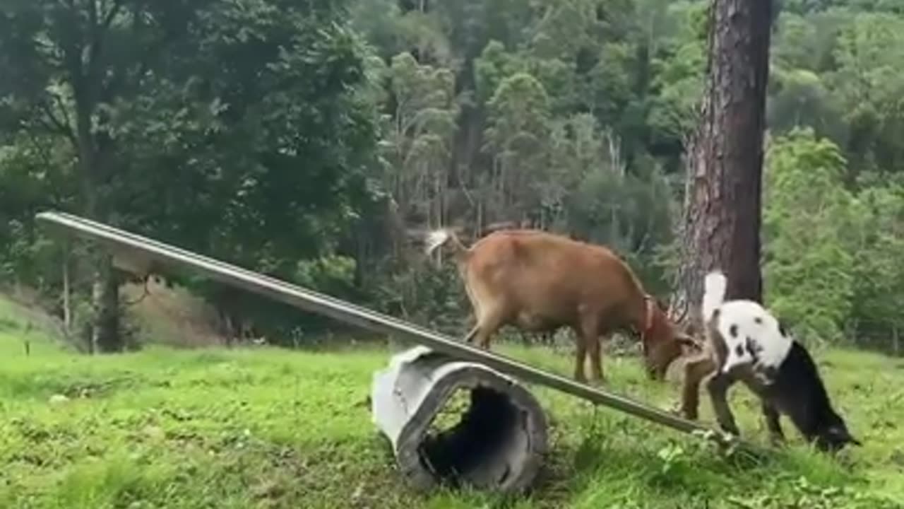 Goat enjoying swing #shorts #viral #shortsvideo #video