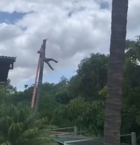Man Becomes A Human Slingshot When He Cut Down a Tree