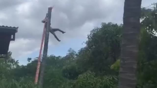 Man Becomes A Human Slingshot When He Cut Down a Tree