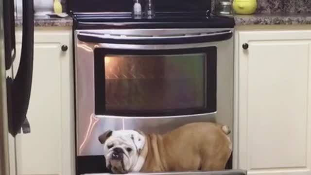 Gerald the Bulldog caught searching for food. Again