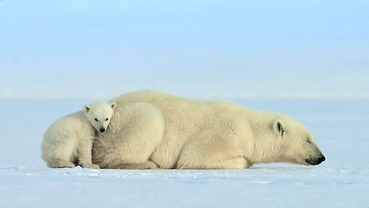 Polar bear cub is surprised by a seal - Snow Bears: Preview