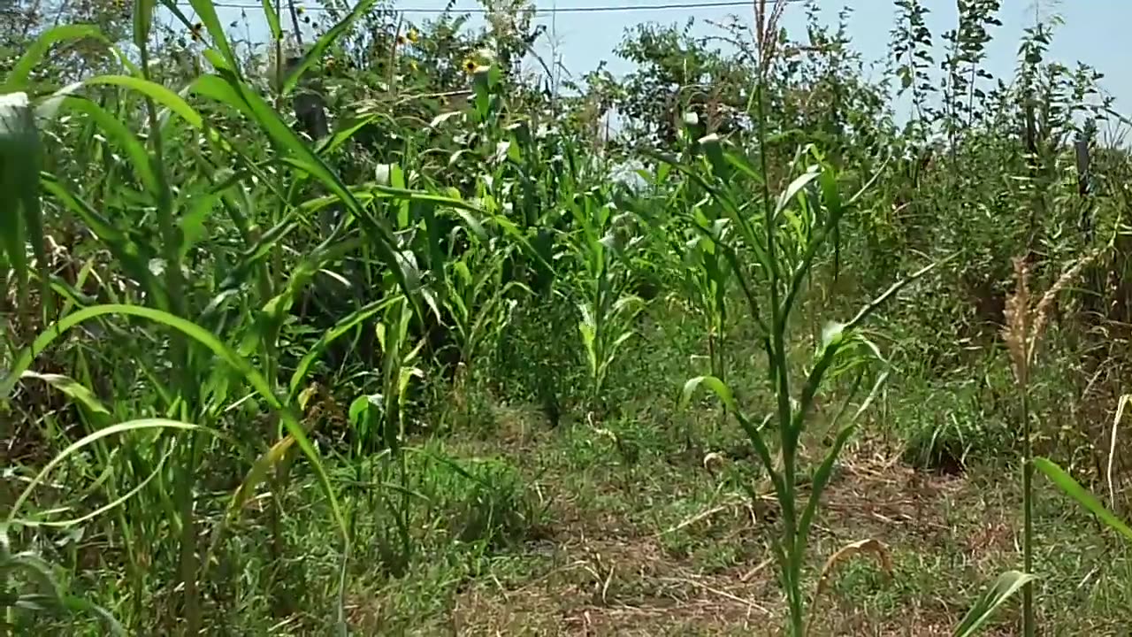 A short video of the Bloody Butcher dent corn