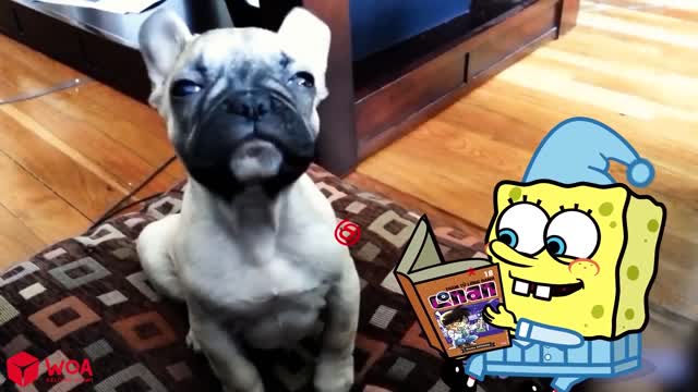 That Ball Hit My Face !! Spongbob vs Funny Dog Animation Funniest Cats And Dogs Videos