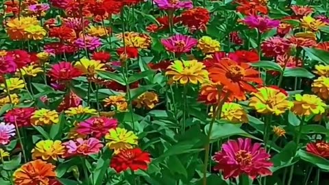 A beautiful garden of zinnias.🌼|#zinnia #zinniaflower #flowergarden #rosegarden #beautiful #status