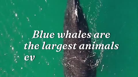 Big Blue Whale🐳🐋