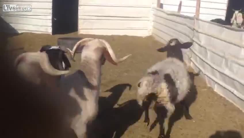 Goats sees baby lamb for the first time