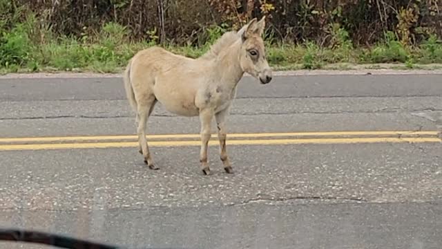 Unsuccessful Shooing of Escaped Donkey