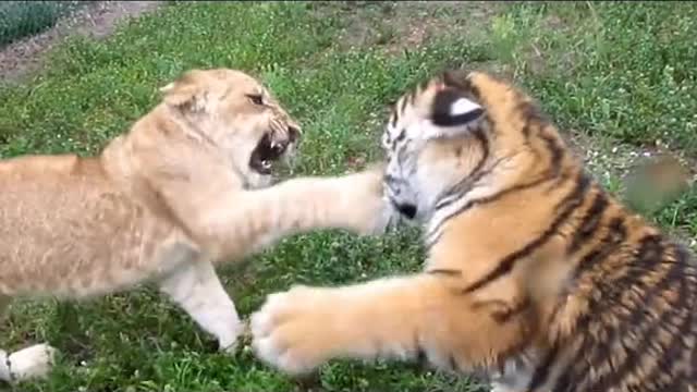 Tiger baby vs lion baby