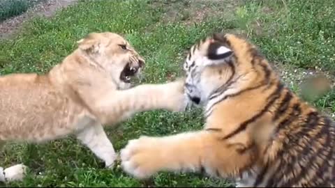 Tiger baby vs lion baby