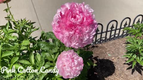 Canadian Peony Society Virtual Show