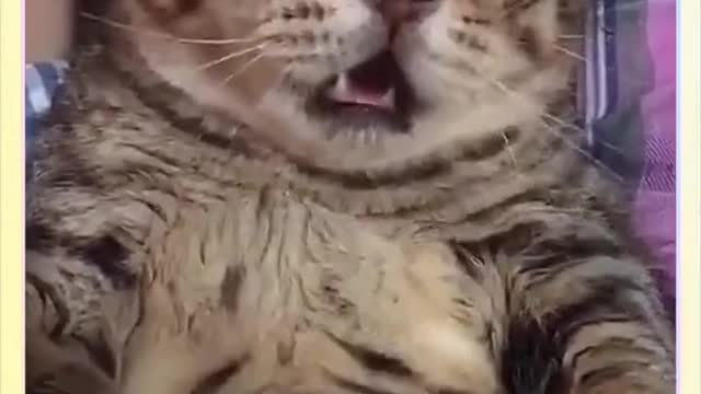 Cat's Funny Behavior