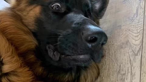 Funny German shepherd Dog