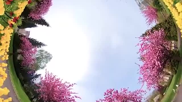 Taking selfies with flowers. Watch until the end to see how to do it!