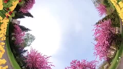 Taking selfies with flowers. Watch until the end to see how to do it!