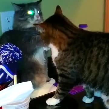 cat funny fight.