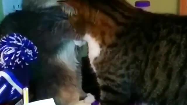 cat funny fight.