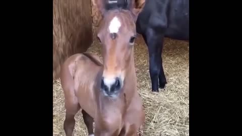 Horses learning and playing having fun