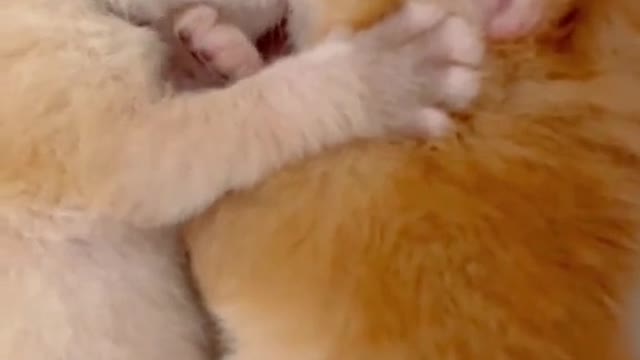 Let'skissandsleeptogether.