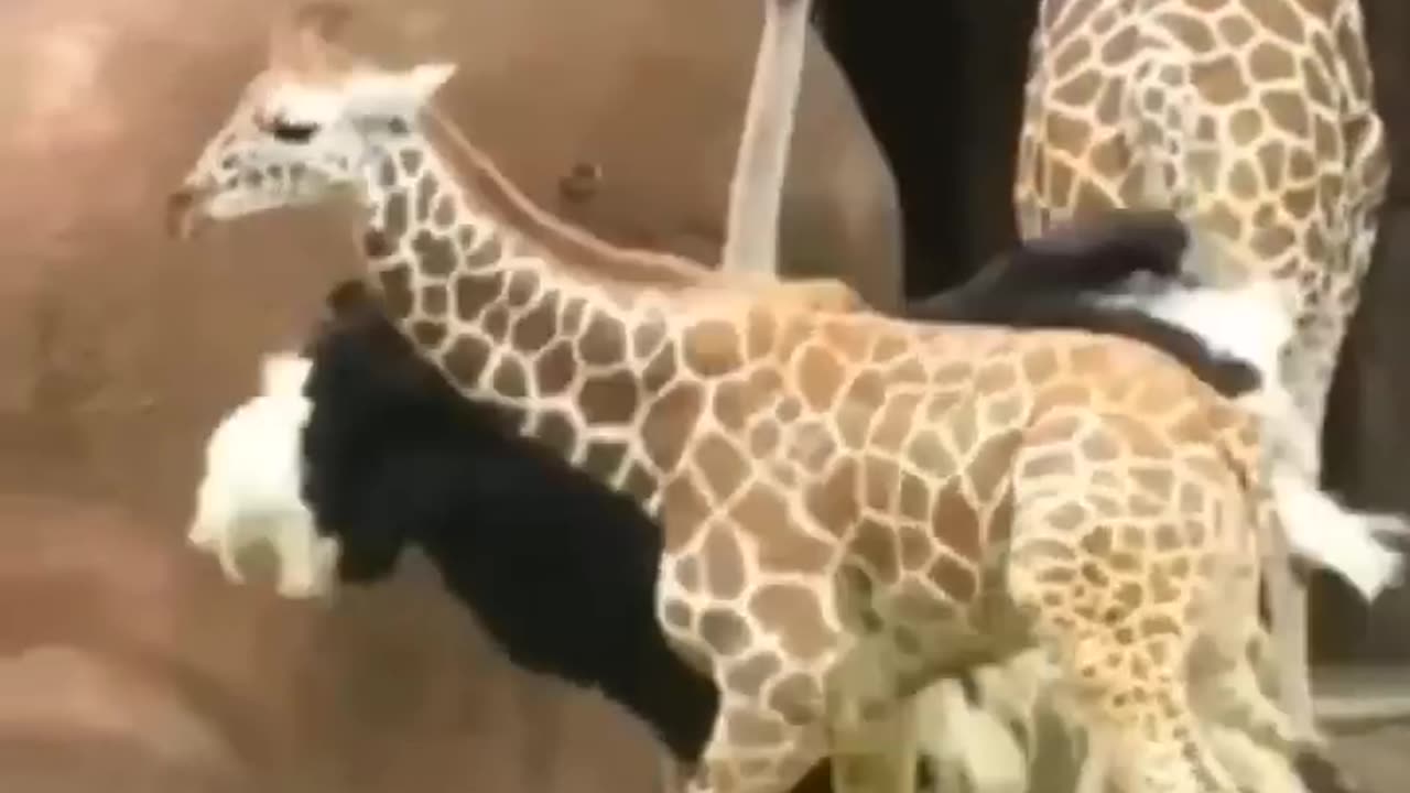 Funny animals video
