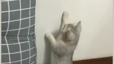 Smart cat