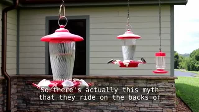 Hummingbird Migration_1