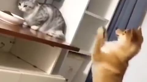 Funny cat video clip