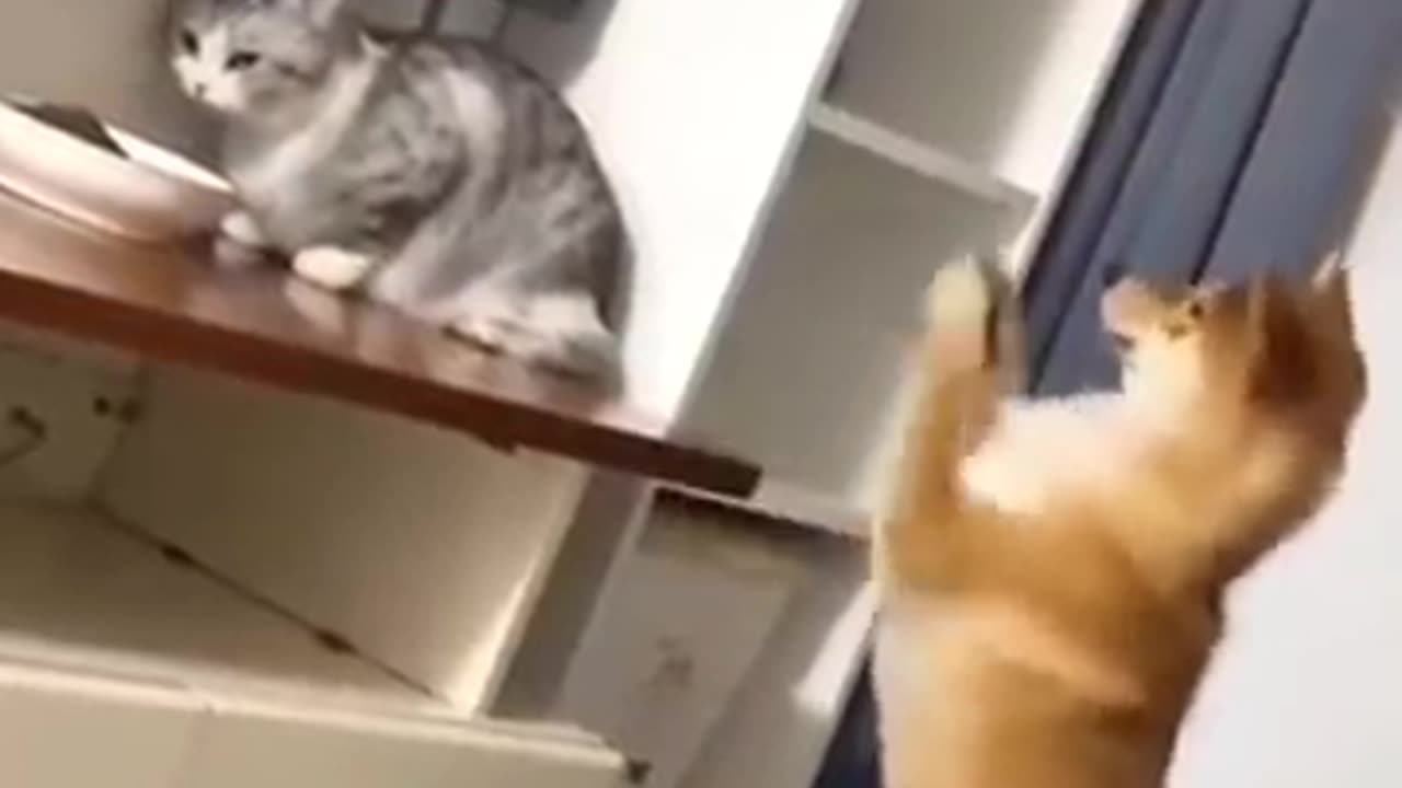 Funny cat video clip