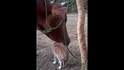 Never New a Cat and Cow Were Buddies