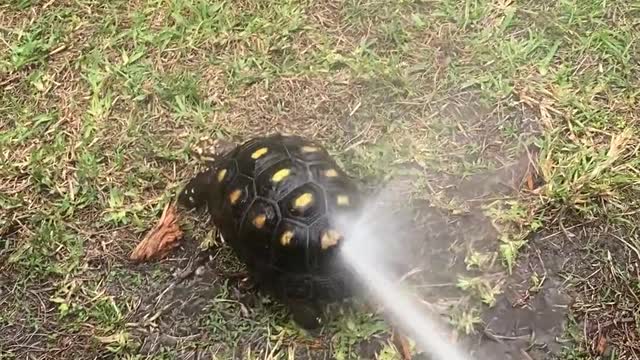 Abella the Colombian Redfoot Tortoise Dances From Hose Spray