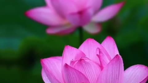 The different beautiful flowers combination.#flower #shorts #short flower status