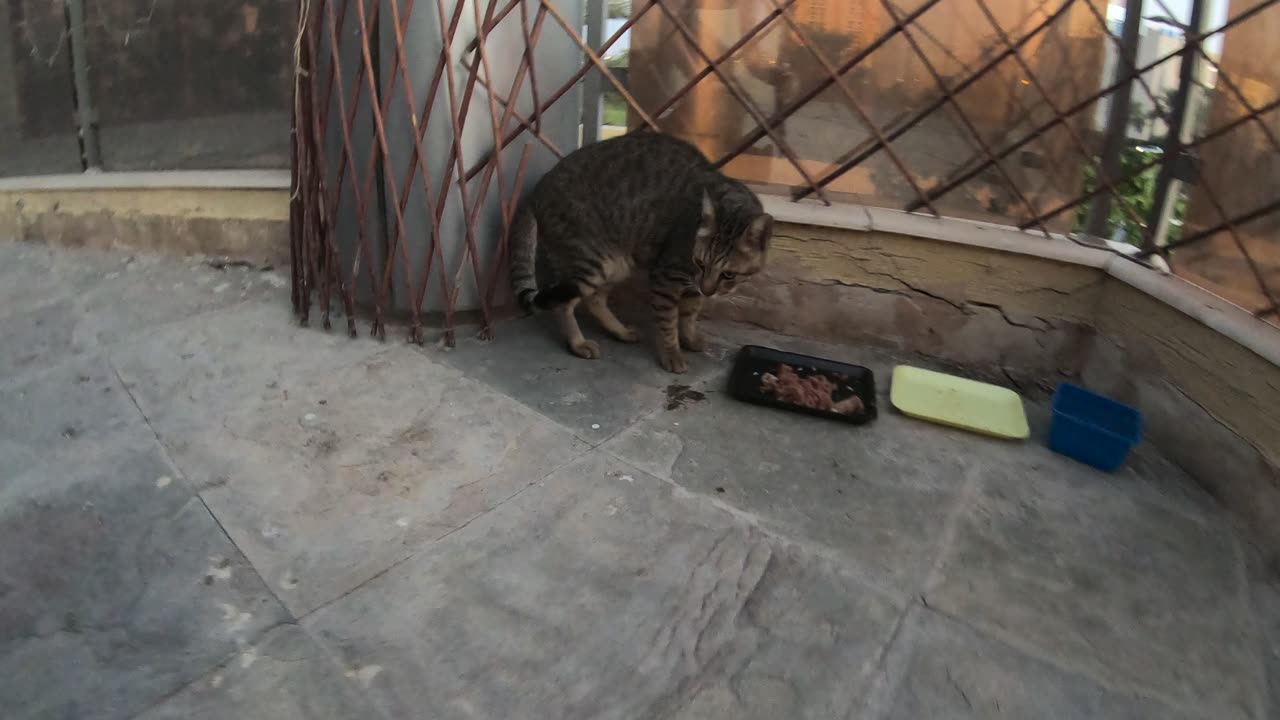 ED SHEERAN & MICHAEL JACKSON - Homeless cats in Ras Al Khaimah, UAE #cat #EdSheeran #MichaelJackson