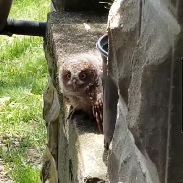 Baby Owl on our Stoop