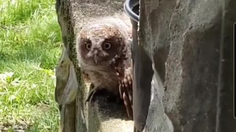 Baby Owl on our Stoop