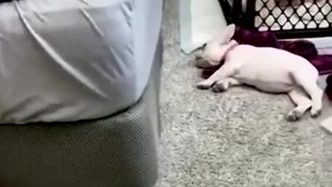 Funny animal video