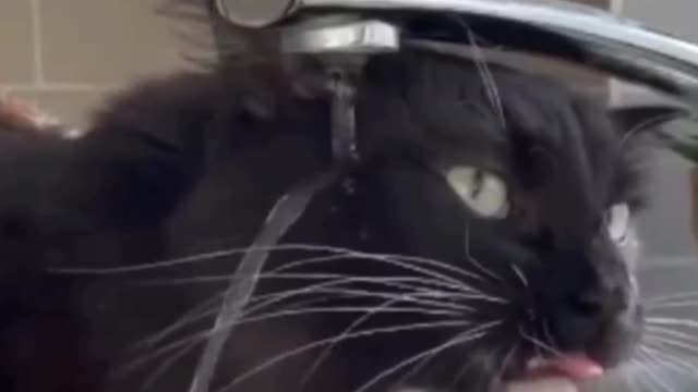 Cats Funny