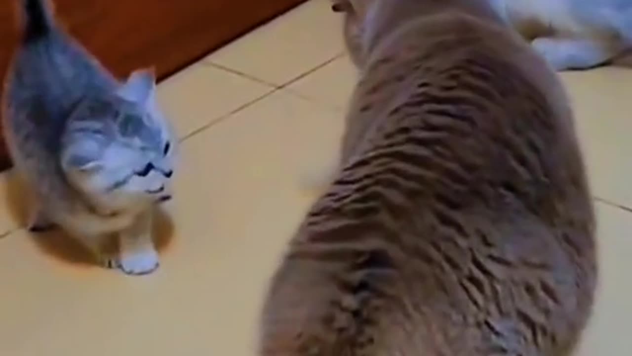 cats fight , funny cats ,