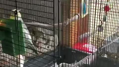 Ark of Grace Sanctuary..Newest Resident Chet The Cockatiel Whistles Andy Griffith Show Theme Song!