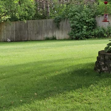 OMC! Chicken alerting from the bushes at my friends house! Chickens Everywhere!