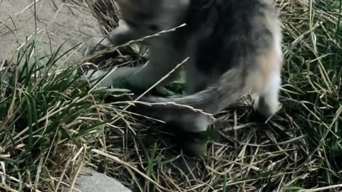 Kitten meowing loudly and noisy