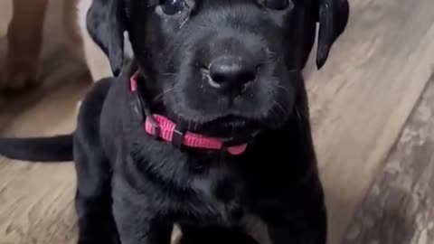 Lovely Trio Puppies