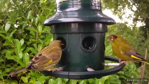 The Greenfinches are looking wonderful at this time of year