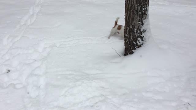 Perro está en el paraíso perruno ante una intensa nevada