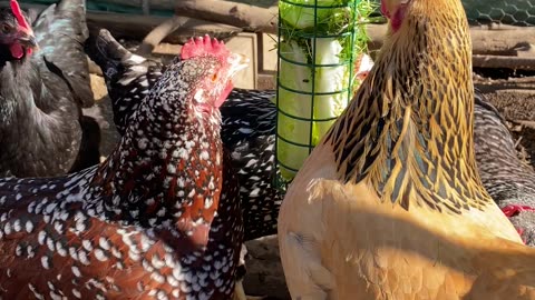 The girls eating greens