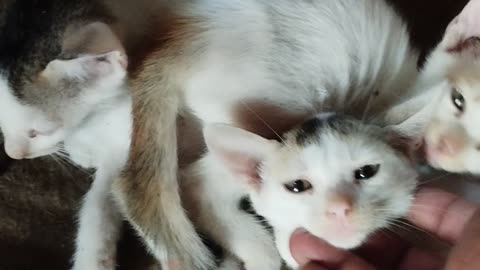 Kittens