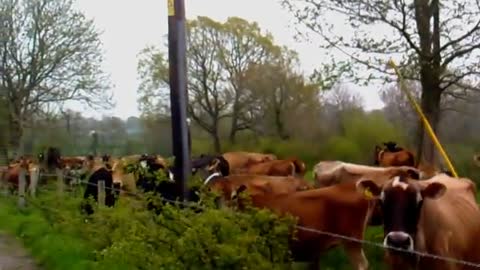 Chilled out Cows- Music Hey Girl from Music