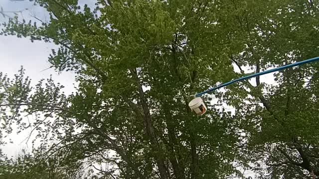 Swarm number 9 of bees in tree. Shorts and short sleeves. Getting stung in face.