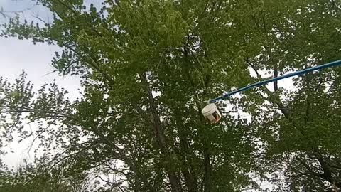 Swarm number 9 of bees in tree. Shorts and short sleeves. Getting stung in face.