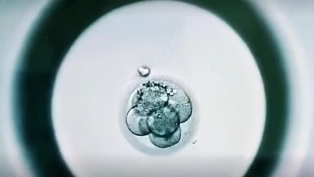 Complete development process of 5-day blastocyst