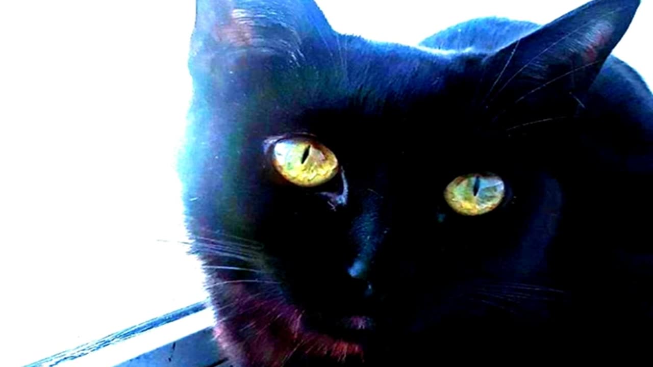 Panther (Remix) - Martyrisreal